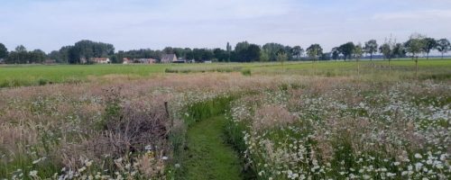 Bloemenweide Dondersteen 03