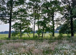 Landschapsarchitectuur