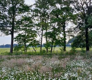 Landschapsarchitectuur