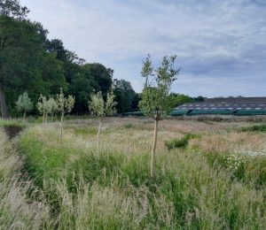 Landschapsarchitectuur