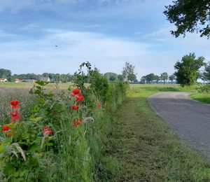 Landschapsarchitectuur