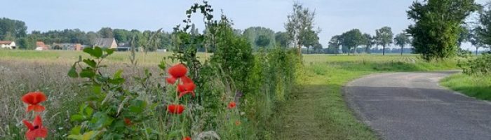 Landschapsarchitectuur