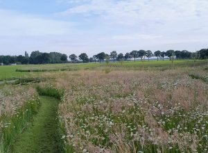 Bloemenweide Dondersteen 12
