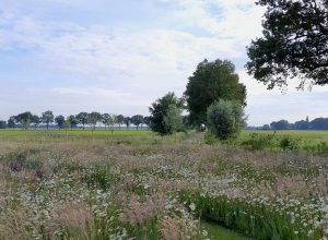 Landschapsarchitectuur