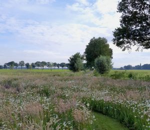 Landschapsarchitectuur